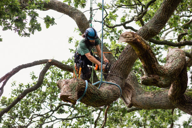  Pemberton Heights, NJ Tree Services Pros