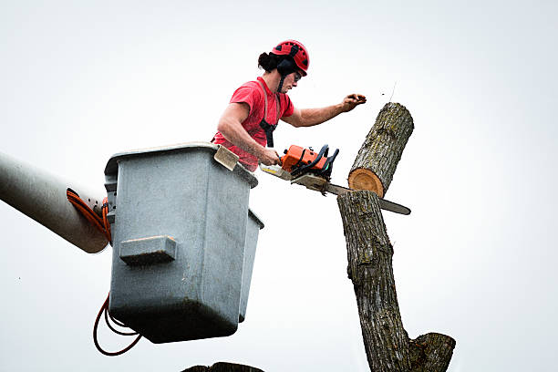 How Our Tree Care Process Works  in  Pemberton Heights, NJ